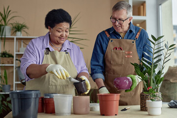 Waist up portrait of two smiling senior people enjoying gardening hobby together and repotting plants indoors, copy space