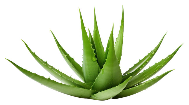Aloe Vera Background" Images  Browse 186 Stock Photos, Vectors, and Video  | Adobe Stock