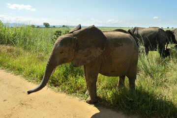 African elephant family roaming in green savanah