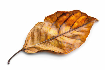 a leaf that is laying down on a white surface