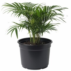 a large plant in a black pot on a white background