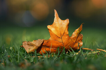 a leaf laying on the ground in the grass