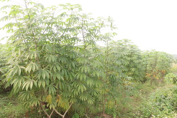 cassava plant on farm for harvest