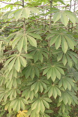 cassava plant on farm for harvest