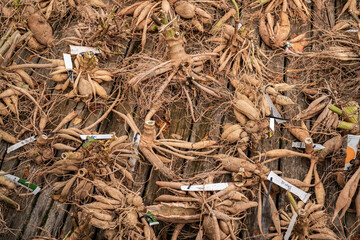 A baclground of freshly lifted and washed clump of dahlia tubers. Preparing them for winter storage.