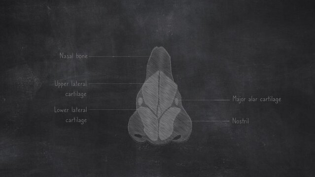 Human Nasal Bones Anatomy Hand Drawn On Chalkboard