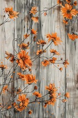Orange cosmos flowers on a whitewashed wooden background.