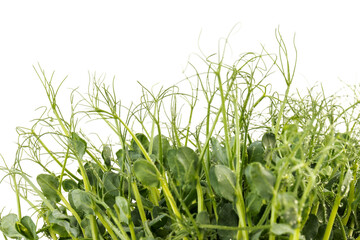 Fresh grown microgreens isolated on white background. Home grown healthy superfood microgreens.  Sprouted peas Seeds