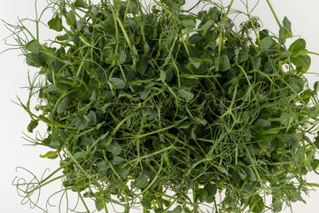 Fresh grown microgreens isolated on white background. Home grown healthy superfood microgreens.  Sprouted peas Seeds