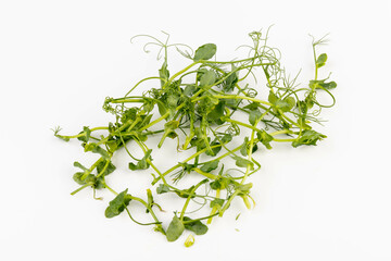 Fresh grown microgreens isolated on white background. Home grown healthy superfood microgreens. ...