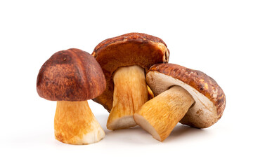 Bay bolete. Edible mushrooms (Boletus badius) isolated on white background with clipping path. Package design element. Wild forest mushrooms - Powered by Adobe