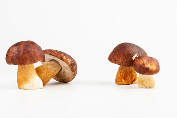 Bay bolete. Edible mushrooms (Boletus badius) isolated on white background with clipping path. Package design element. Wild forest mushrooms