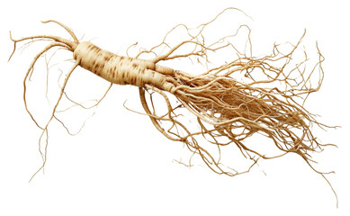 PNG  100 year old korean ginseng plant root freshness. AI generated Image by rawpixel.