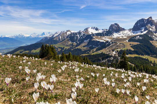 Wild crocus flowers on the alps pass Gurnigel with snow mountain peaks Gantrisch and Nueenen in early spring - focus stacking for sharp foreground and background