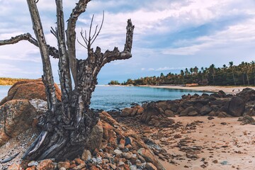 Dramatic landscape of an old, dry tree trunk on the rocky shore, surrounded by stones on a beach by the sea
