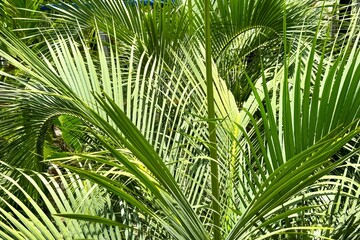 Nature backdrop with lush arrangement of tropical palm fronds creates vibrant green canopy, evoking...