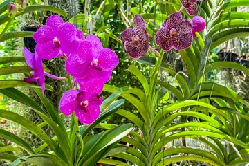 Bright purple and maroon orchids bloom vibrantly among lush green foliage in tropical garden. Their...