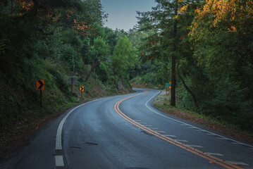 Serene road surrounded by lush greenery in California. Curving gracefully to the right with tall trees creating a canopy overhead. Dawn or dusk lighting adds tranquility.