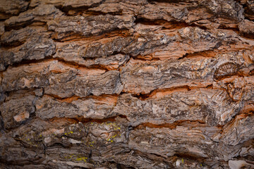 Old Wood texture background. Pine Tree. Tree Texture Background. Close up of bark of tree texture background.