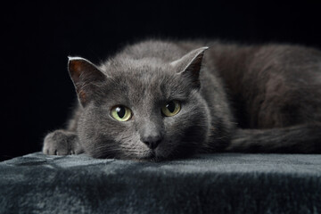 A grey cat with piercing yellow eyes reclines on a dark surface, blending into the shadowy studio...