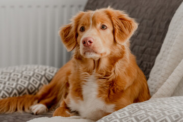 Toller, A Nova Scotia Duck Tolling Retriever, Lies On The Couch