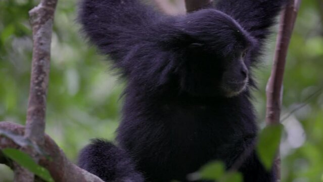 a close up of a sumatran siamang sitting in a tree and looking around in the rainforest of gunung leuser national park on sumatra, indonesia
