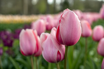 Jardin botanique aux tulipes de Keukenhof , à Lisse aux Pays-Bas	