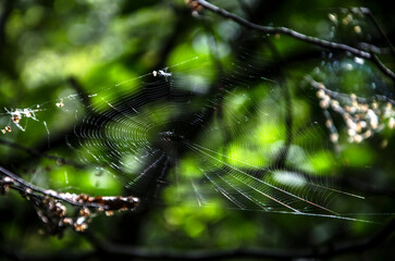 Spider web in the forest on a sunny day. Macro photography.