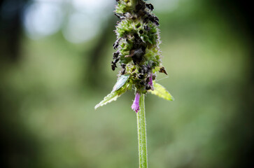 Close up of a flower of a common nettle (Hedera helix)