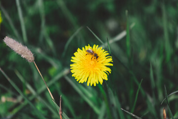 A bee on a dandelion flower in the grass
