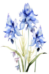 Blue flowers on a white background.