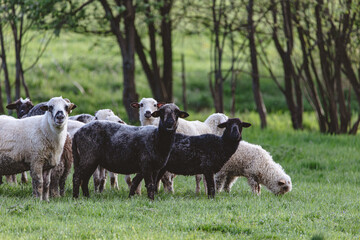 A herd of sheep standing in a field
