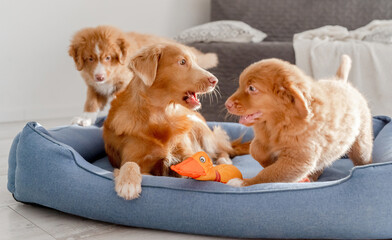 Obraz premium Toller Dog With Puppies And Bright Toy Duck In Blue Bed Is A Nova Scotia Duck Tolling Retriever
