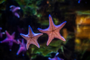 Wonders of the sea. Fish, mammals, seahorses and manatees. Surprises in the Genoa aquarium