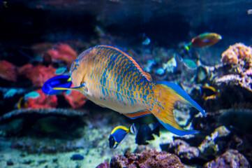 Tropical fish and Nemo. Wonders immersed in water. Genova's aquarium