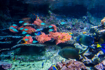 Tropical fish and Nemo. Wonders immersed in water. Genova's aquarium