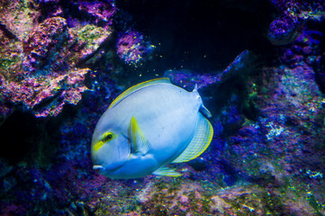 Tropical fish and Nemo. Wonders immersed in water. Genova's aquarium