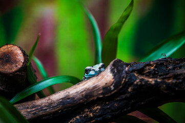 Reptiles. Wonders of nature. Genova's aquarium