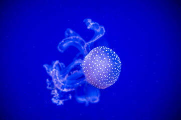 Jellyfish. Wonders immersed in water. Genova's aquarium