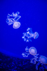 Jellyfish. Wonders immersed in water. Genova's aquarium