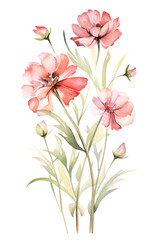 The image shows a bouquet of pink cosmos flowers with buds