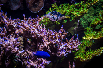 Tropical fish. Wonders immersed in water. Genova's aquarium