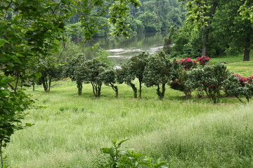 Lush Greenery on Shore of River in Spring 