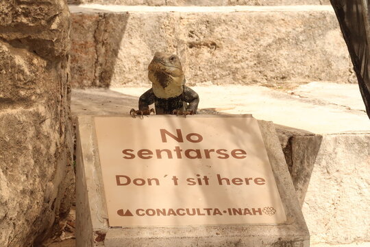 Iguana lizzard at the Archaeological Site of Uxmal sitting on a sign that says "Don't sit here/No sentarse", close to Merida, Mexico
