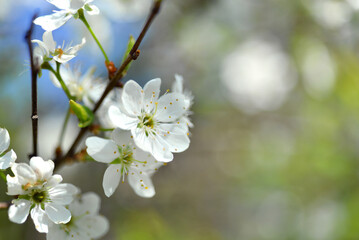 Blooming cherry branches in spring