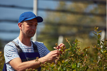 Male farmer carefully examines blueberries plants,indicating the start of the spring season in an blueberries organic farm.