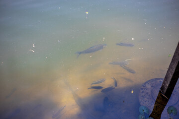 The blurred abstract background of a group of fish swimming in the water, while looking for food or...