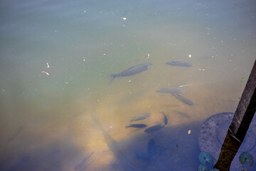 Fototapeta premium The blurred abstract background of a group of fish swimming in the water, while looking for food or waiting to receive the food pellets that people bring during the day.