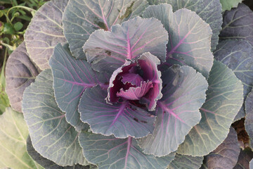 ornamental cabbage on nursery for sell