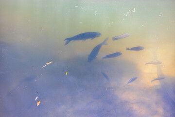 The blurred abstract background of a group of fish swimming in the water, while looking for food or...